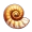 Ammonite Fossil
